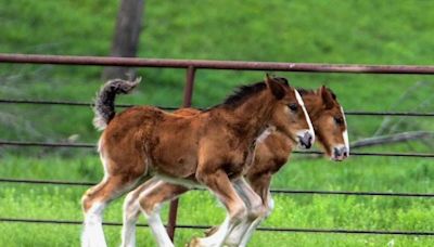 Warm Springs Ranch welcomes 15 new Budweiser Clydesdale foals