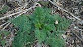 Poison hemlock is growing in Missouri this summer. How to identify and get rid of it