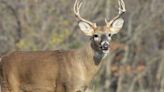 Iowa City City Council looks to continue urban bow hunting program