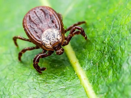 Man Dies After Contracting ‘Bleeding Eyes’ Disease From Tick Bite; Know About Crimean-Congo Hemorrhagic Fever