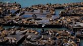 Sea lion numbers surge at popular California pier, reaching 15-year high