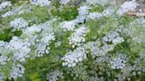 How to Grow and Care for Queen Anne's Lace