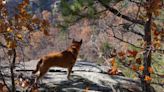 Arkansas Dog Laws: Rabies, Dog Bites, Abandonment, and Cruelty