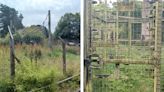 Visitors hit out at state of Camperdown Wildlife Centre in Dundee with 'rats' and 'weeds several feet high'
