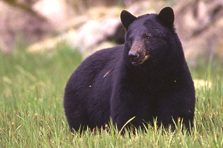 National Parks Conservation Association Says National Park Service Limits Bear Baiting but Fails to Protect Alaskan...