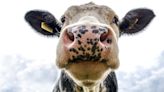 Breeding cows who fart less could help save our planet