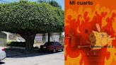 Usuarios de redes 'sueñan' con más árboles en Torreón