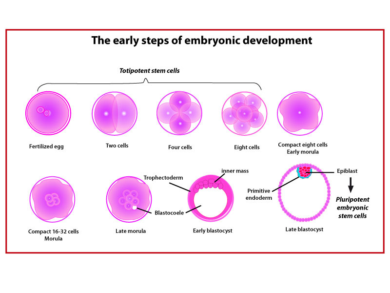 The-early-steps-of-embryonic-development.jpg