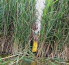 Phragmites australis