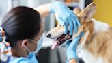 Gingiva Squamous Cell Carcinoma in Dogs: Symptoms, Causes, & Treatments