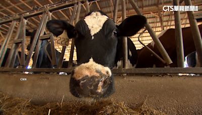 美國爆乳牛禽流感疫情 累計3起「牛傳人」病例