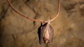 Coronavirus detected in bats shows resistance to vaccines