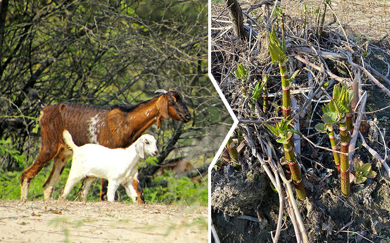 The Valley Reporter - Goats to be added to the anti-knotweed arsenal