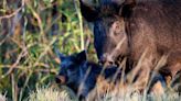 Feral pigs and donkeys may be more salvation than scourge for ecosystems, study finds