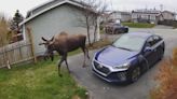 #TheMoment a moose scoped out a Newfoundland property