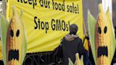 Eleventh-hour push for deal on ‘radical’ GMO deregulation