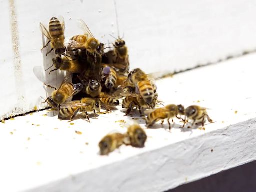 Las abejas son vitales para “cuidar los ecosistemas y asegurar la producción de alimentos”