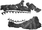 Otodontidae