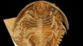 ‘Prehistoric Pompeii’ reveals 515 million-year-old sea bugs’ anatomy in pristine 3D | CNN