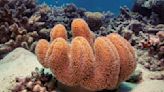 澳洲「留校察看」 大堡礁暫時被不列入UNESCO瀕危世界遺產