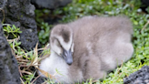 Woman cited for feeding Nene in Hilo park, endangering native wildlife