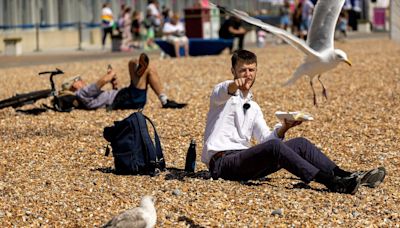 'I tried ultimate method to stop seagulls stealing your food - it totally works'