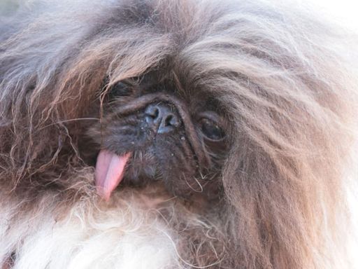 Meet Wild Thang, voted world's ugliest dog