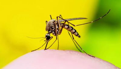 Zika Virus Cases Increasing In Maharashtra; Here Are Things You Must Know