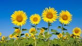 Why Do Sunflowers Droop? Plus Expert Tips for Making Them Stand Tall