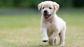 Golden Retriever Therapy Dog Breeder Shares Hack for Teaching Recall to a Puppy