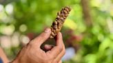 Kopi luwak: The suffering behind the world's most expensive coffee