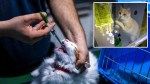 Medication for deadly cat virus soon to be available in US: ‘Huge triumph’