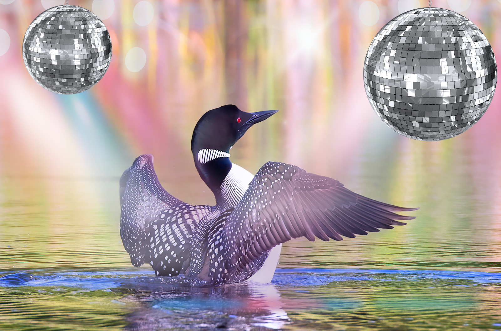 Common Loons Are Pop Music Icons