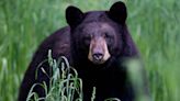 Gov. DeSantis signs bill creating a right to ‘stand your ground’ against bears