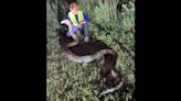 Two huge pythons and lots of baby invasive snakes found in Big Cypress