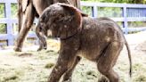 Nace cría de elefante africano en Disney's Animal Kingdom, la primera en 7 años, afirma el parque