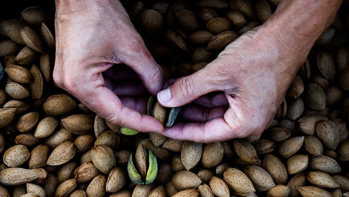 Some Palaeolithic People Had Plant-Rich Diets, Challenging Meat-Heavy Fad Diet Claims