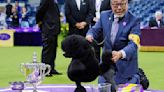 Miniature poodle named Sage wins Westminster Kennel Club dog show