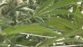 Recreational marijuana legalization supporters share thoughts on upcoming vote