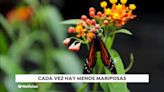 Las mariposas fluyen hacia el Norte y hacia las montañas