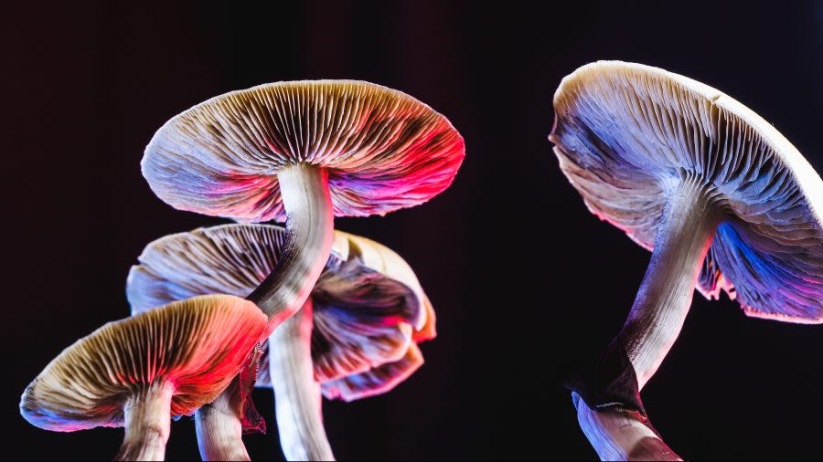 Colorado leads the nation in fascination with psychedelics