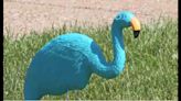 How a Parma woman is using teal flamingoes to raise awareness for ovarian cancer