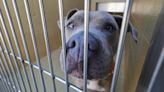 California animal shelters don’t have to say how many pets they kill. A bill could change that