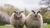 Farmers burn wool in protest over ‘measly’ prices in Britain