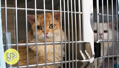 Rise in abandoned cats in Hong Kong linked to pet smuggling from mainland China