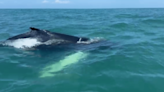 WATCH: Whales spotted off Block Island