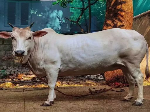 Maharashtra Declares Indigenous Cows As 'Rajmata-Gaumata' - What's The Significance?