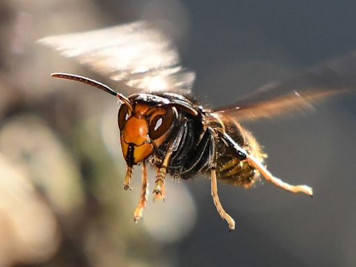 The hornet has landed: Scientists combat new honeybee killer in US