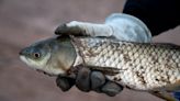 Herding fish? That's how SRP's annual canal cleanup starts. Here's where it goes next