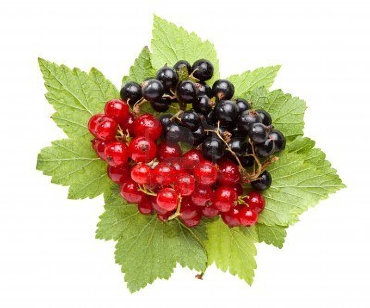 8520317-macro-of-red-and-black-currant-bunches-and-leaves-isolated-on ...